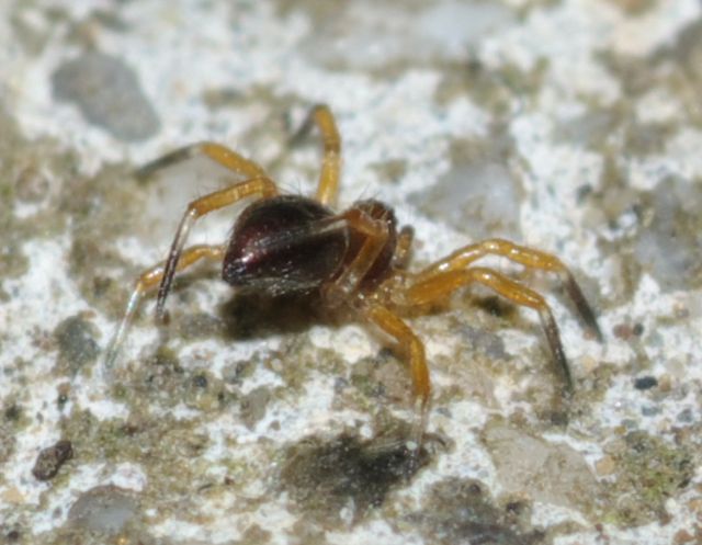 Euryopis episinoides - Rende (CS)
